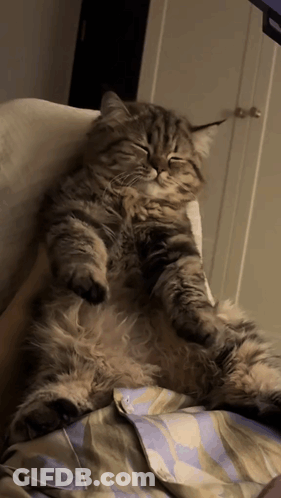 Fluffy Cat Laying On Its Back On Bed GIF