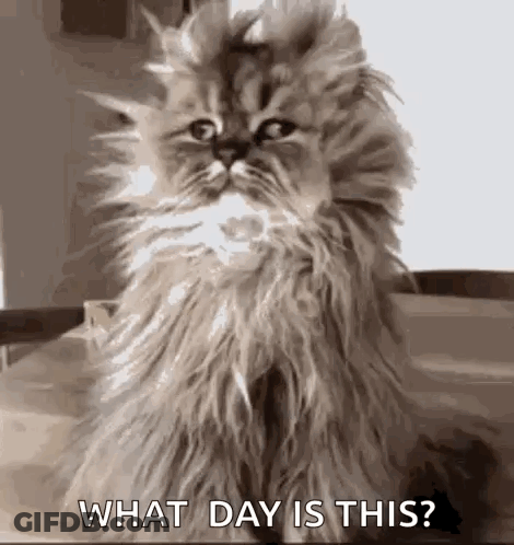 Fluffy Cat Looking At Camera What Day Is This GIF