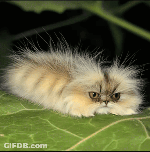 Fluffy Cat Lying On Green Leaf GIF