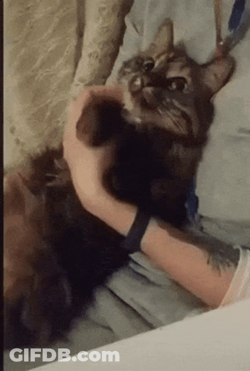 Fluffy Cat Making Biscuits In Bed GIF