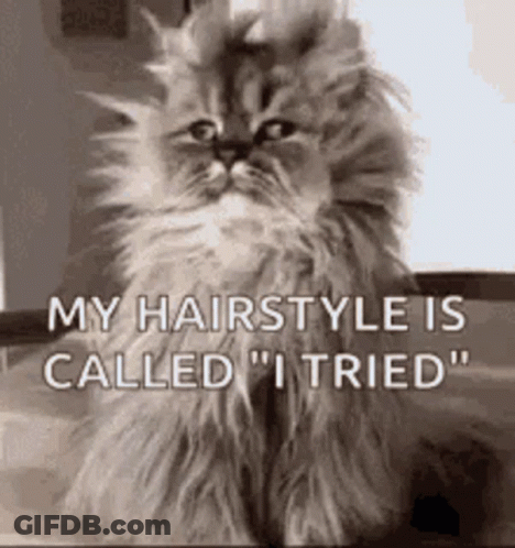 Fluffy Cat On Bed With My Hairstyle Is Called I Tried GIF