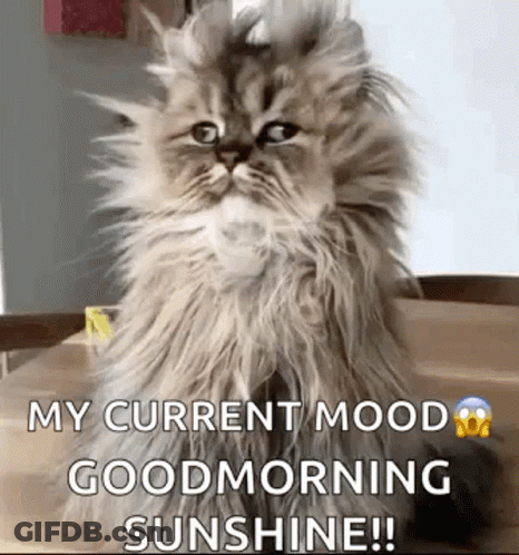Fluffy Cat On Wooden Table My Current Mood Good Morning Sunshine GIF