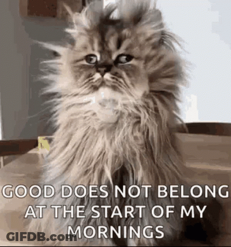 Fluffy Cat Saying Good Does Not Belong At Start Of Mornings GIF