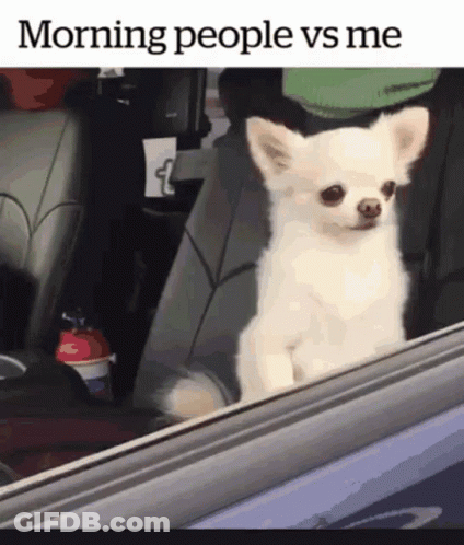 Fluffy Cat Saying Good Does Not Belong At Start Of Mornings GIF