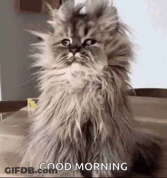 Fluffy Cat Saying Good Morning GIF