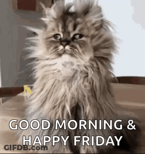 Fluffy Cat Saying Good Morning And Happy Friday GIF