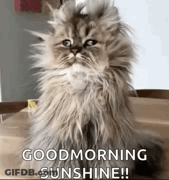 Fluffy Cat Saying Good Morning Sunshine GIF