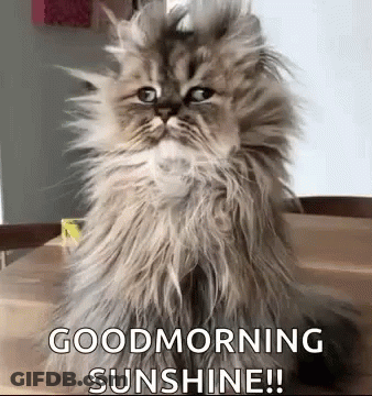 Fluffy Cat Saying Good Morning Sunshine GIF