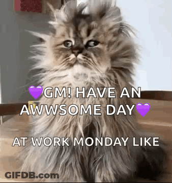 Fluffy Cat Saying Have An Awesome Day GIF