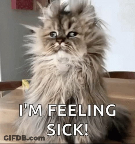Fluffy Cat Saying Im Feeling Sick GIF