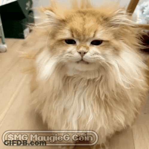 Fluffy Cat Saying $ Mg Maugieg Coin GIF