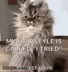 Fluffy Cat Saying My Hairstyle Is Called GIF