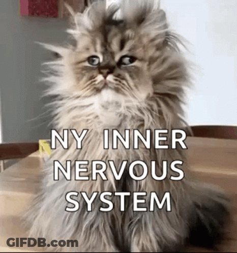 Fluffy Cat Saying Ny Inner Nervous System GIF