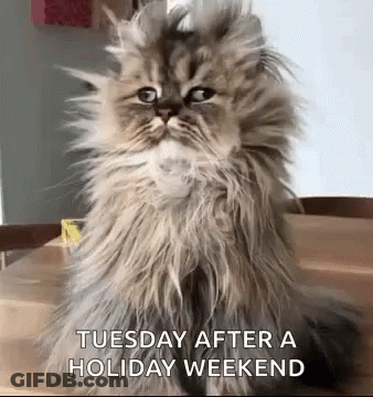 Fluffy Cat Saying Tuesday After Holiday Weekend GIF