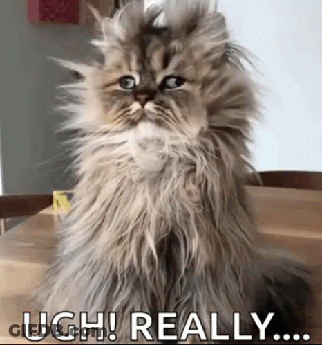 Fluffy Cat Saying Ugh Really GIF