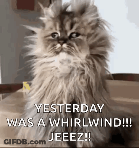 Fluffy Cat Saying Yesterday Was A Whirlwind GIF