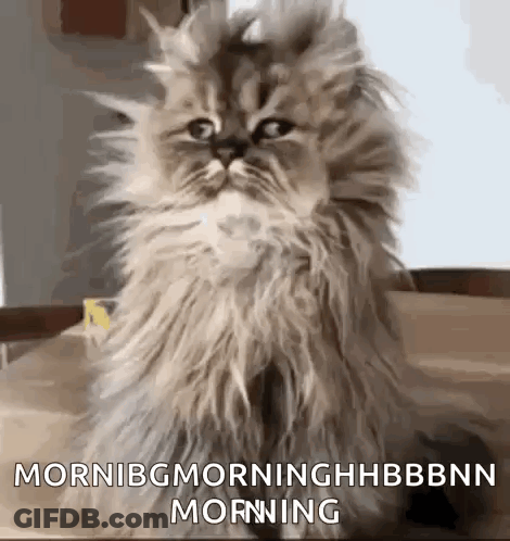 Fluffy Cat Sitting And Looking At Camera GIF