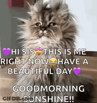 Fluffy Cat Sitting Good Morning Sunshine GIF