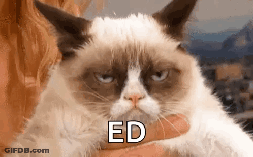 Fluffy Cat Sitting My Hairstyle Is Called GIF