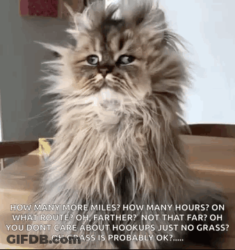 Fluffy Cat Sitting On Table GIF