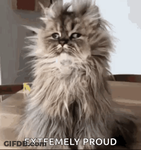 Fluffy Cat Sitting On Table GIF