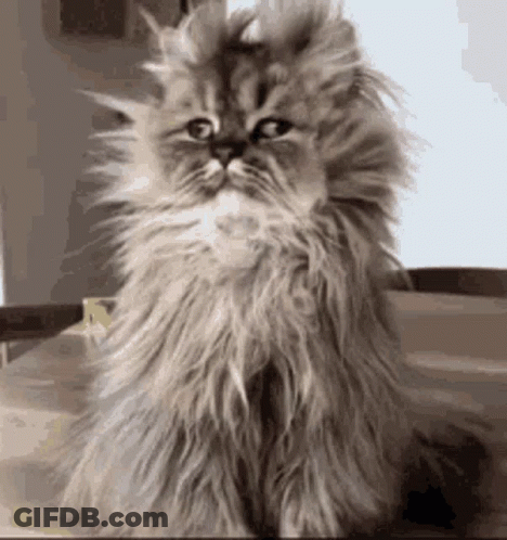 Fluffy Cat Sitting On Table Looking At Camera GIF