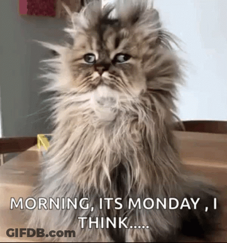 Fluffy Cat Sitting On Table Saying Morning Its Monday GIF