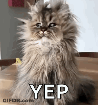 Fluffy Cat Sitting On Table Saying Yep GIF
