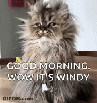 Fluffy Cat Sitting On Table With Good Morning Message GIF