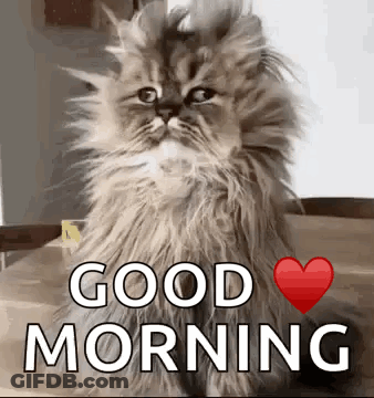 Fluffy Cat Sitting On Table With Good Morning Message GIF