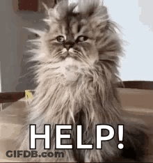 Fluffy Cat Sitting On Table With Help GIF
