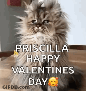 Fluffy Cat Sitting On Table With Valentines GIF