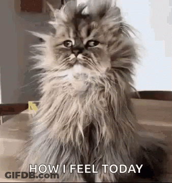 Fluffy Cat Sitting On Wooden Table GIF