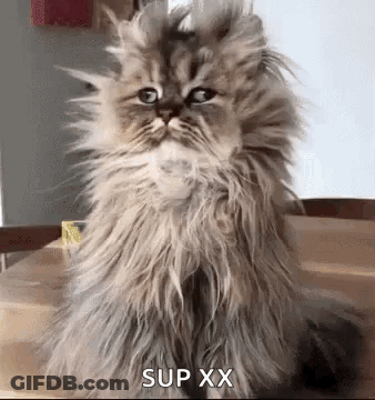 Fluffy Cat Sitting On Wooden Table Making Funny Face GIF