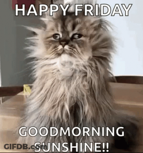 Fluffy Cat Sitting On Wooden Table Saying Happy Friday Good Morning Sunshine GIF