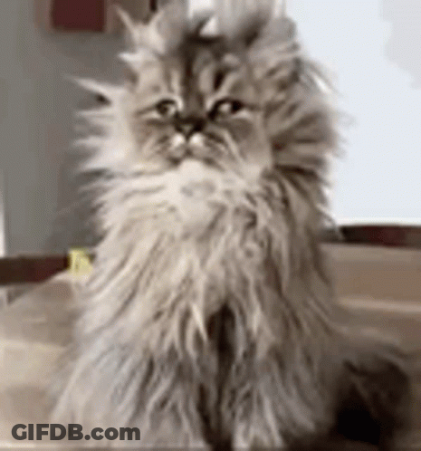 Fluffy Cat Sitting On Wooden Table GIF