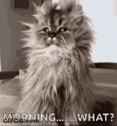 Fluffy Cat Sitting Saying Morning What GIF