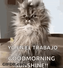 Fluffy Cat Sitting With Good Morning Sunshine GIF