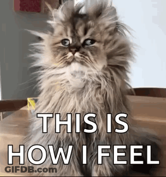 Fluffy Cat Sitting With How I Feel GIF