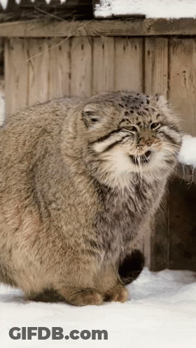 Fluffy Cat Standing In Snow Near Wooden Fence GIF