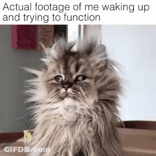 Fluffy Cat Waking Up Trying To Function GIF