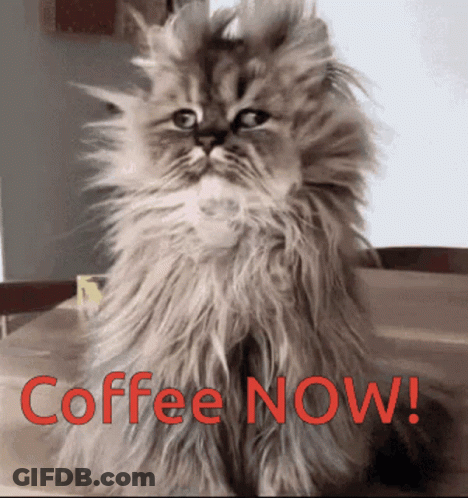 Fluffy Cat With Coffee Now In Red GIF