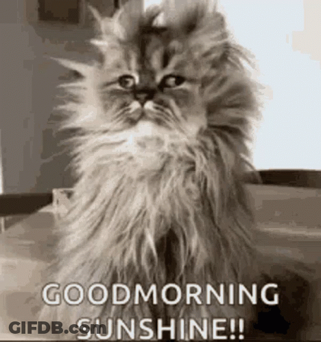 Fluffy Cat With Good Morning Sunshine GIF