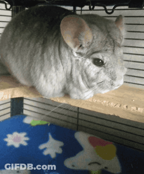 Fluffy Chinchilla Accepts And Drop Heart GIF