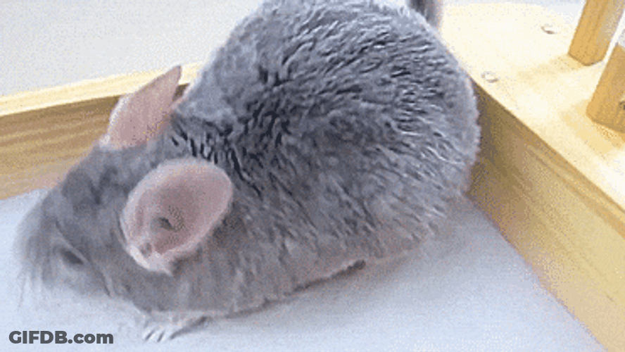 Fluffy Chinchilla Playing With Flour GIF