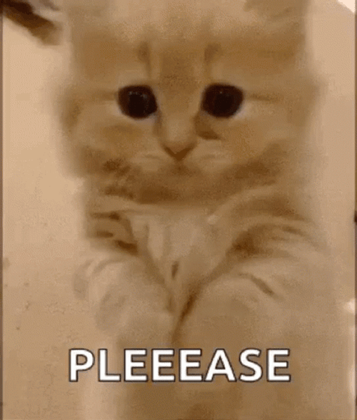 Fluffy Cute Cat Paw Please GIF