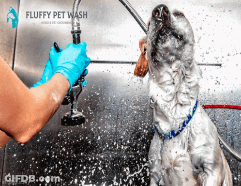Fluffy Dog Being Washed GIF