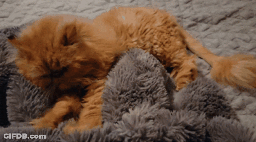 Fluffy Ginger Cat Making Biscuits Gray Blanket GIF