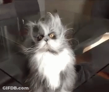 Fluffy Gray And White Cat Sitting On Glass Table GIF