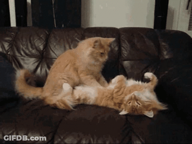 Fluffy Hairy Ginger Cat Making Biscuits GIF